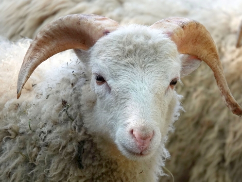 Táborská zoologická zahrada získala do chovu vzácná plemena kozy a ovce